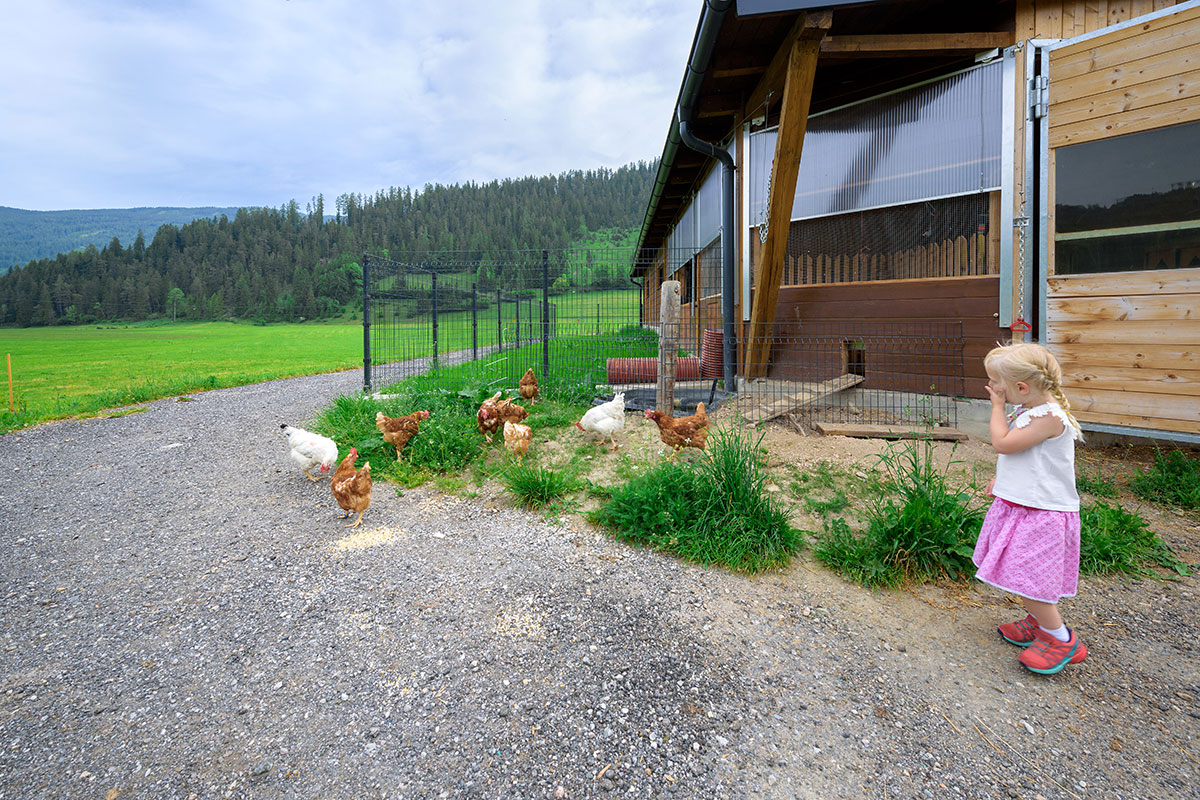 Hühner - Bauernhofurlaub in Radstadt