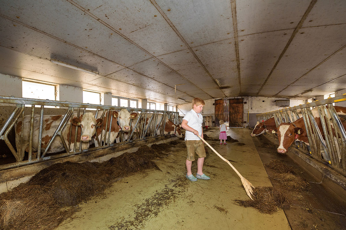 Kühe - Bauernhofurlaub in Radstadt