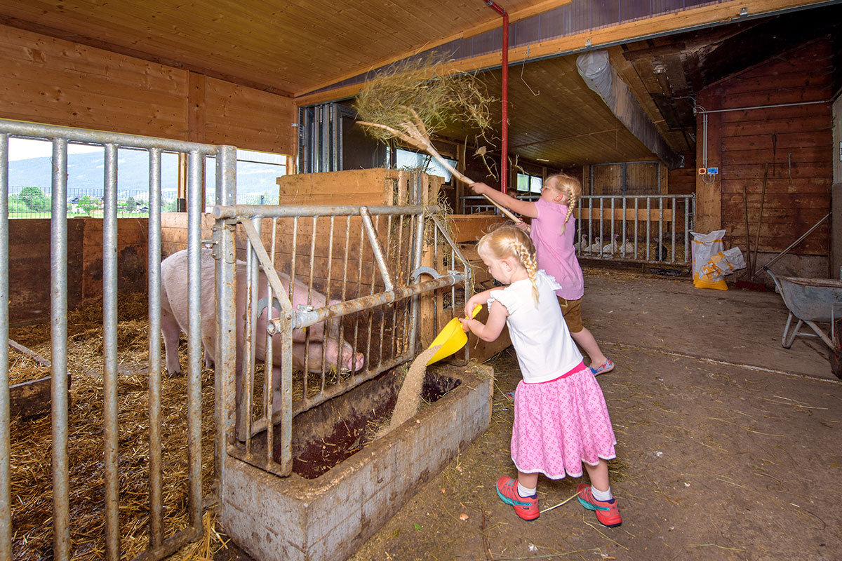 Schwein - Bauernhofurlaub in Radstadt