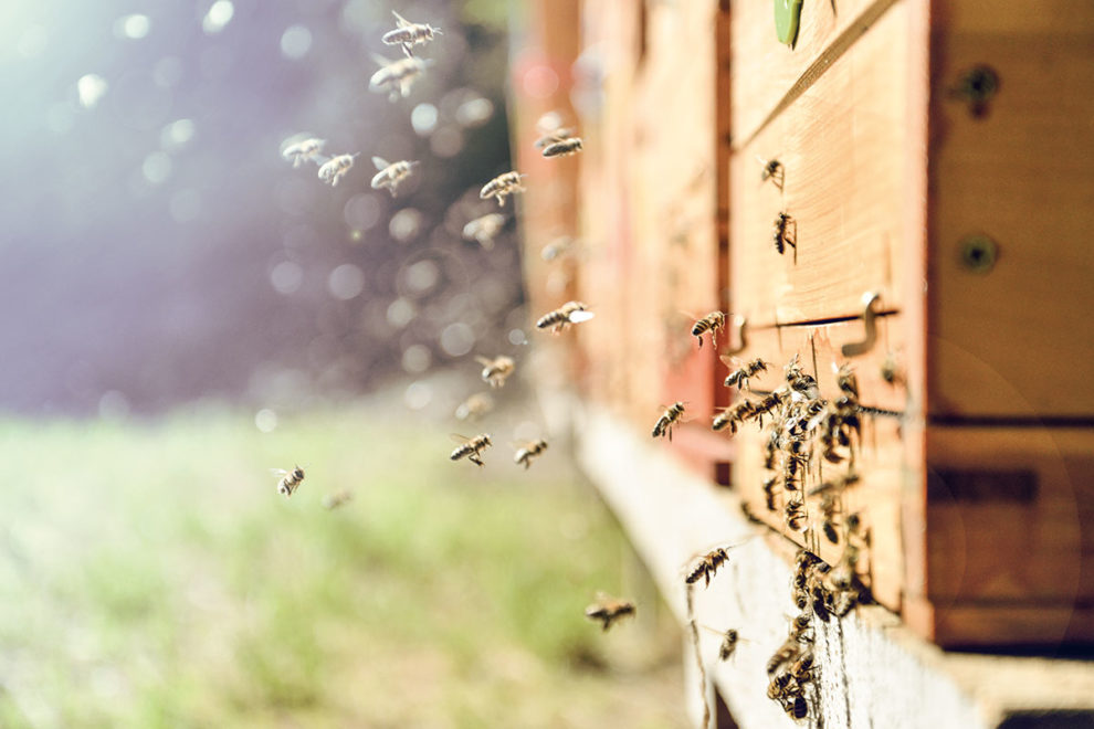 Bees - farm holiday in Radstadt Bienen - Bauernhofurlaub in Radstadt