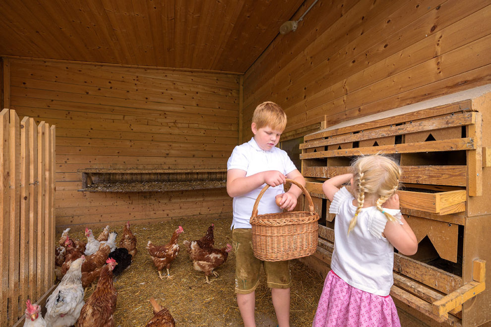 Chickens - farm holiday in Radstadt Hühner - Bauernhofurlaub in Radstadt