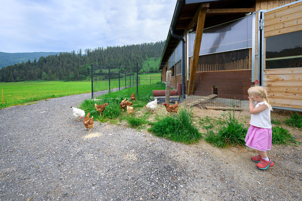 Chickens - farm holiday in Radstadt Hühner - Bauernhofurlaub in Radstadt