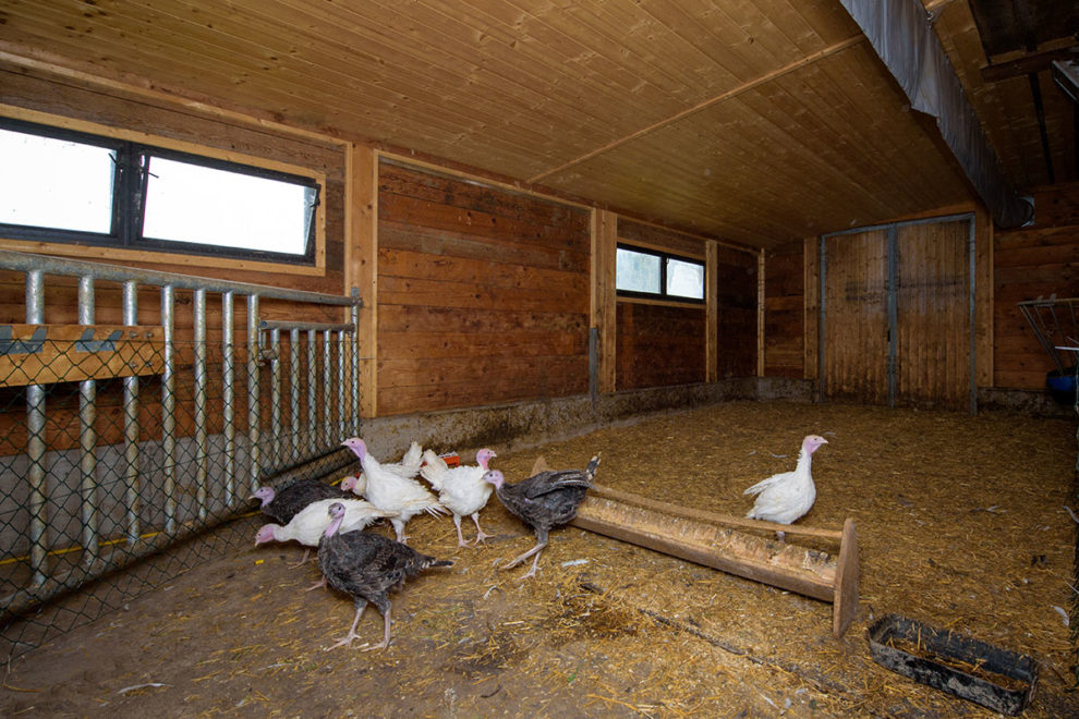 Turkeys - farm holiday in Radstadt Puten - Bauernhofurlaub in Radstadt