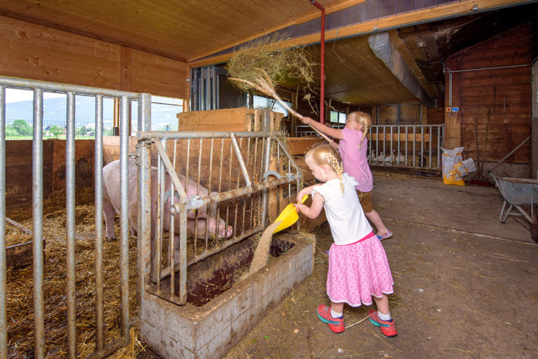 Pig - farm holiday in Radstadt Schwein - Bauernhofurlaub in Radstadt